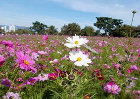  1. 武庫川コスモス園　ピンク白
